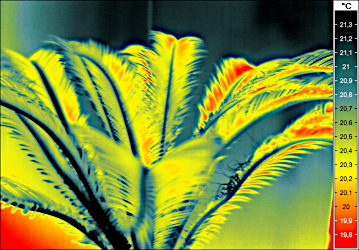 NUC-abgeglichenes Thermogramm
